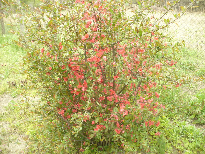 P1110995 - Gradina de la tara 2015