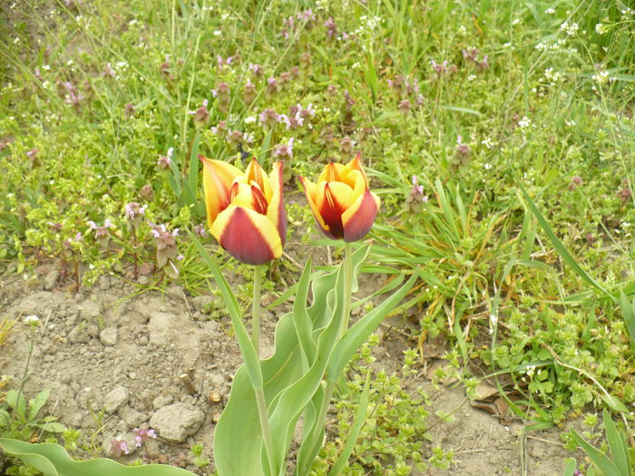 P1110996 - Gradina de la tara 2015