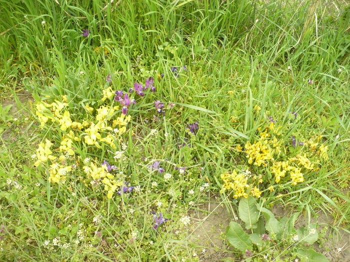 P1110997 - Gradina de la tara 2015