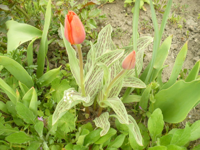 P1110999 - Gradina de la tara 2015