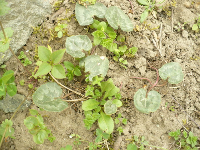 P1120001 - Gradina de la tara 2015