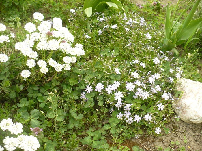 P1120002 - Gradina de la tara 2015