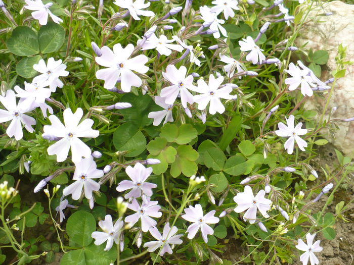 P1120003 - Gradina de la tara 2015