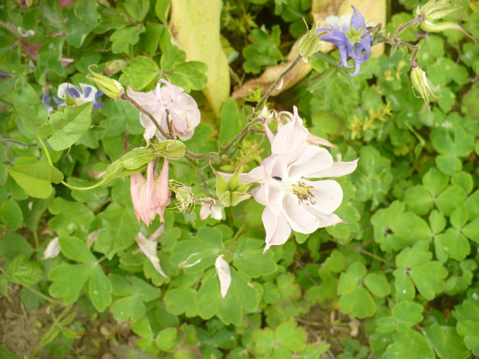 P1120089 - Gradina de la tara 2015
