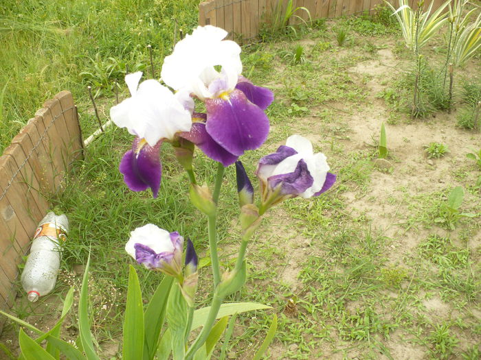 P1120093 - Gradina de la tara 2015