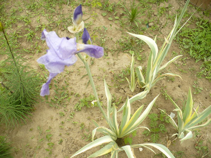 P1120094 - Gradina de la tara 2015