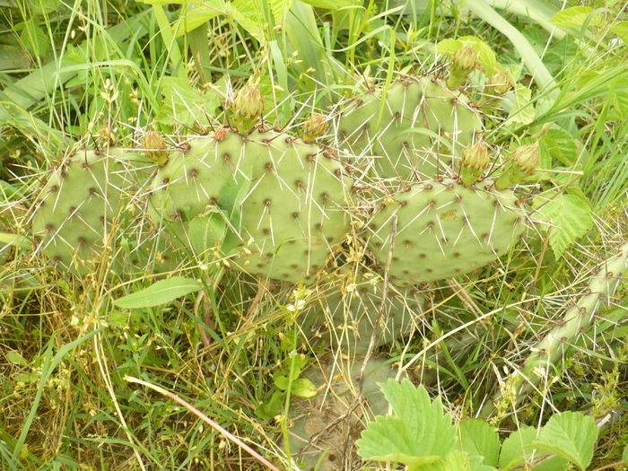P1120096 - Gradina de la tara 2015