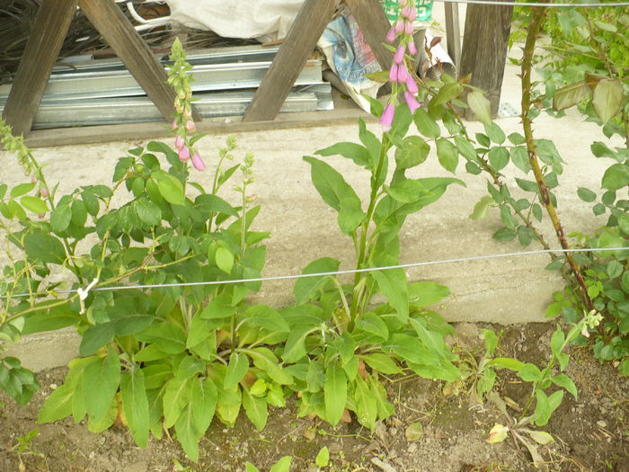 P1120098 - Gradina de la tara 2015