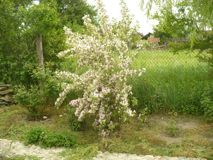 P1120099 - Gradina de la tara 2015