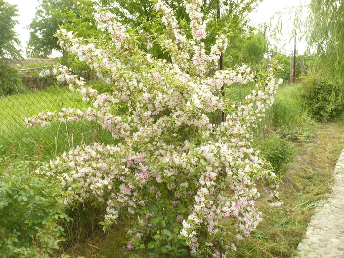 P1120100 - Gradina de la tara 2015