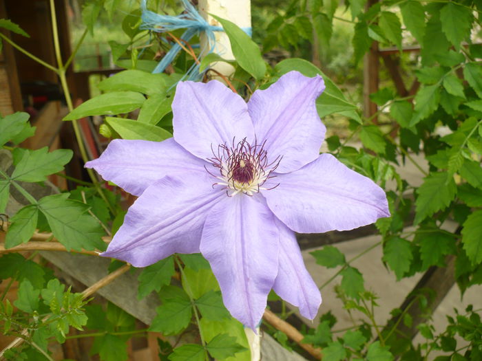 P1120101 - Gradina de la tara 2015