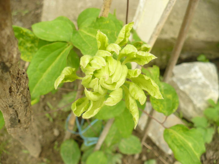 P1120102 - Gradina de la tara 2015