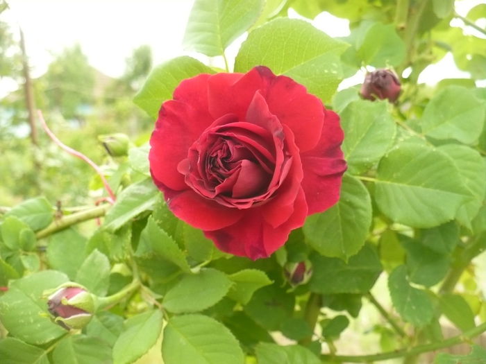 P1120104 - Gradina de la tara 2015