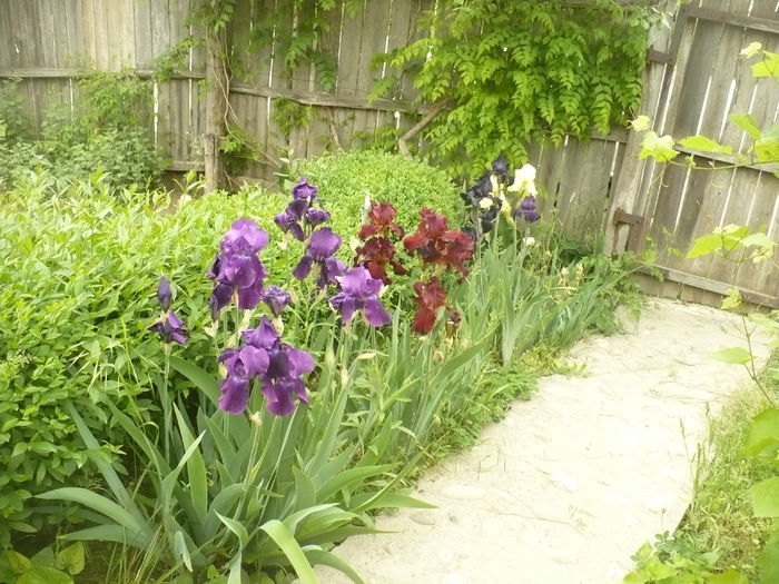 P1120111 - Gradina de la tara 2015