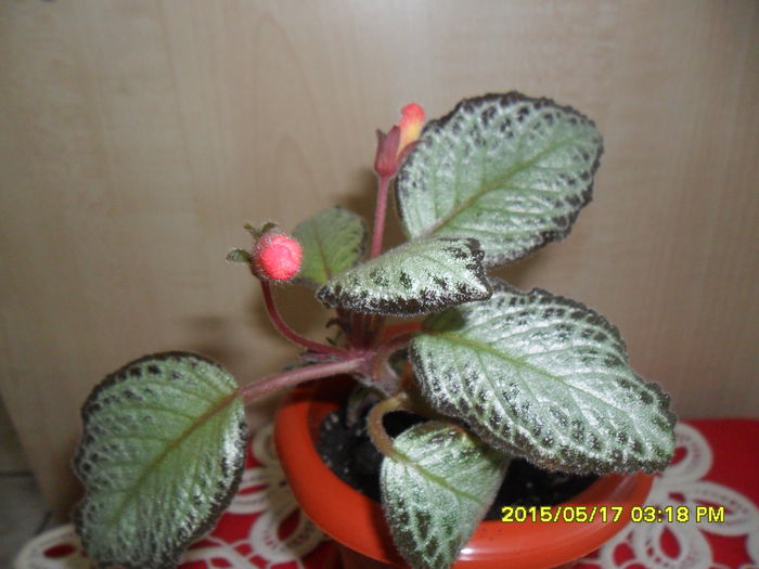 SAM_9510 - Episcia