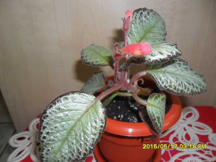 SAM_9509 - Episcia