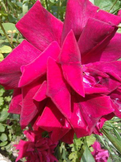 schwarze madonna rosa - G trandafiri