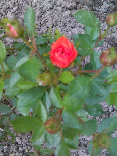 trandafir portocaliu pitic