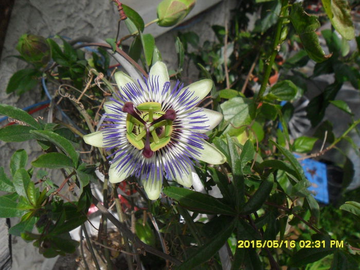 SAM_9467 - Passiflora 2015