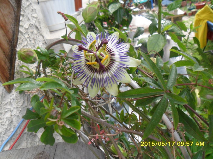 SAM_9470 - Passiflora 2015