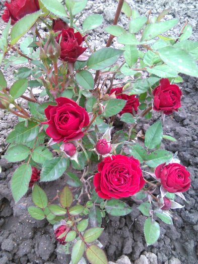 trandafir rosu pitic