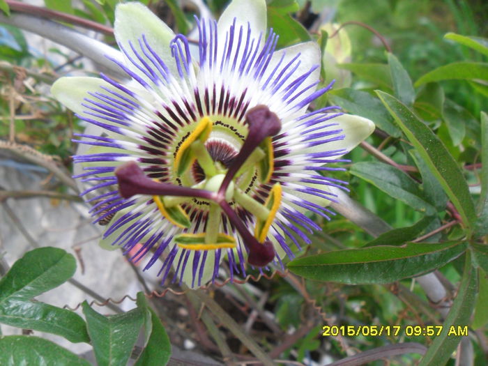 passiflora coerulea - Passiflora 2015