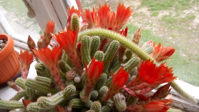 La fereastra mamei mele!