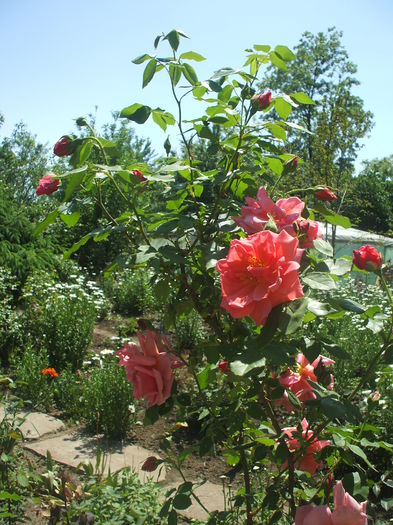 DSCF0657 - trandafiri urcatori 0