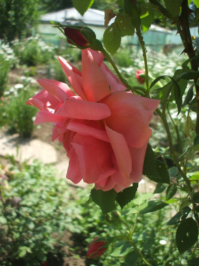 DSCF0661 - trandafiri urcatori 0