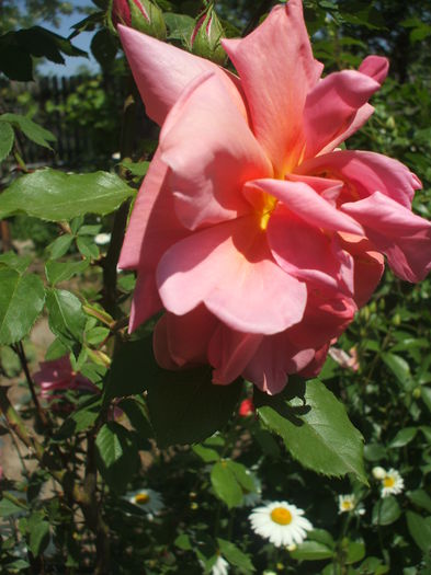 DSCF0663 - trandafiri urcatori 0