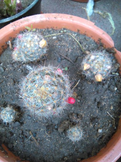 Mammillaria prolifera ssp texana- 17.05.2015 - SPECIA Mammillaria prolifera ssp texana andreiandrei