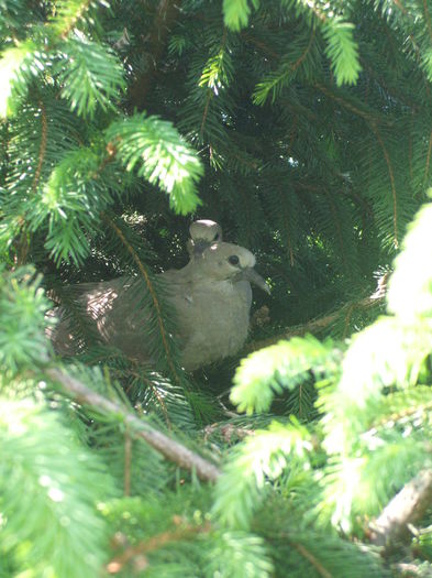 musafiri/puisori de gugustiuc