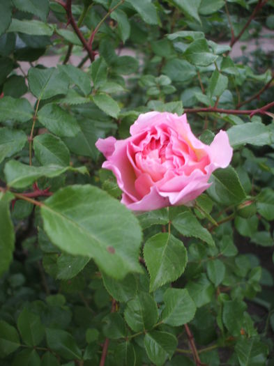abraham d. - trandafiri englezesti 0