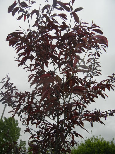 Prunus persica Davidii (2015, April 30)