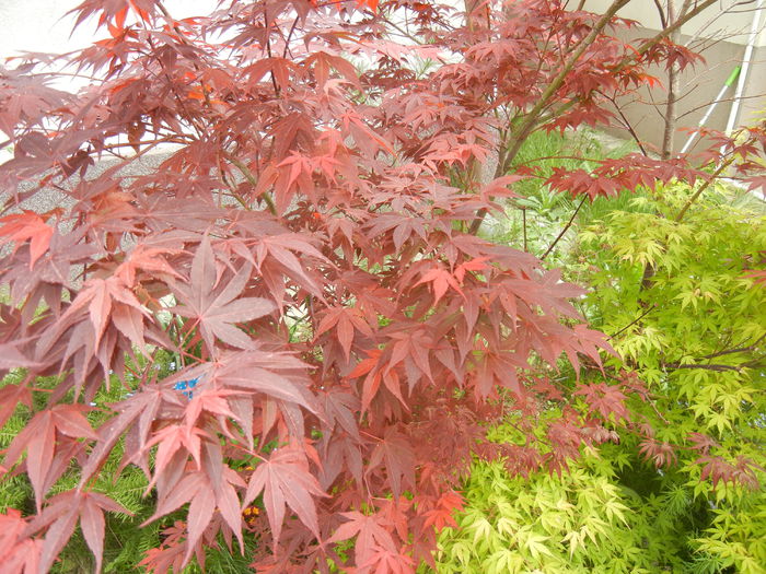 Acer palmatum Bloodgood (2015, Apr.30)