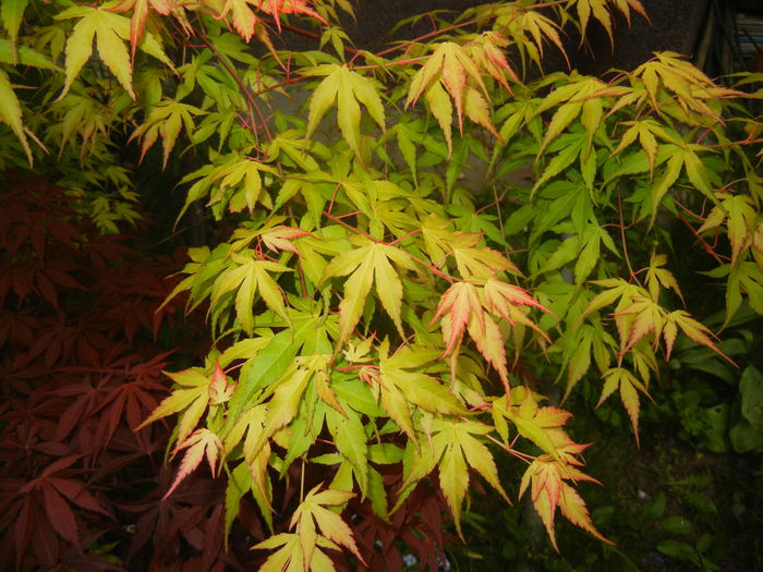 Acer palmatum Katsura (2015, April 30)