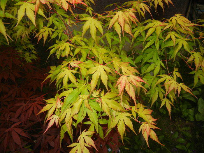 Acer palmatum Katsura (2015, April 30) - Acer palmatum Katsura