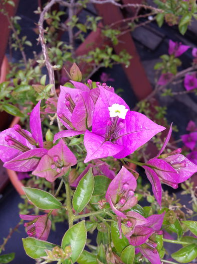 16 - Bougainvillea - 2015