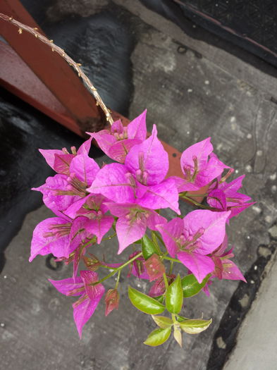 17 - Bougainvillea - 2015