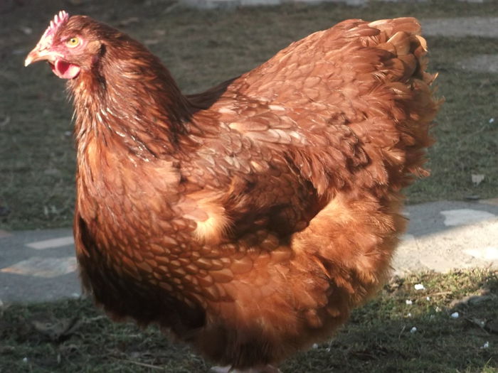 DSCF6907 - ORPINGTON ROSCAT