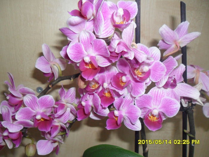 SAM_9427 - Orhidee achizitionate in 2015