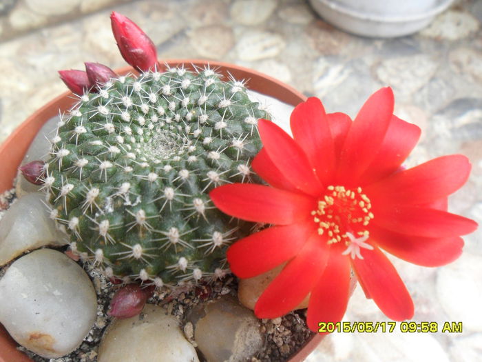 SAM_9473 - Cactusi si suculente 2015