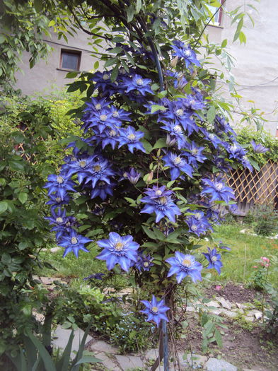 Multiblue- pacat ca nu iese in foto culoarea reala - 1 Clematite 2015