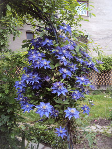 DSC06445 - 1 Clematite 2015