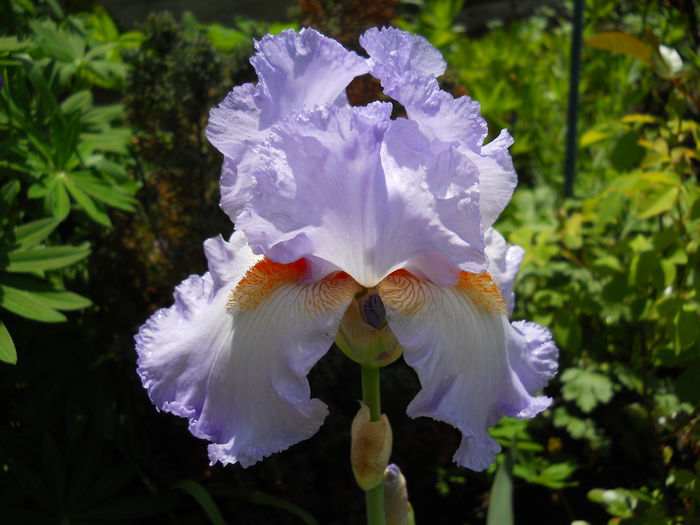 DSCN6650 - iris 2015