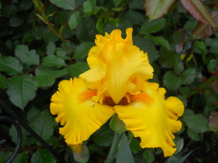 DSCN6661 - iris 2015