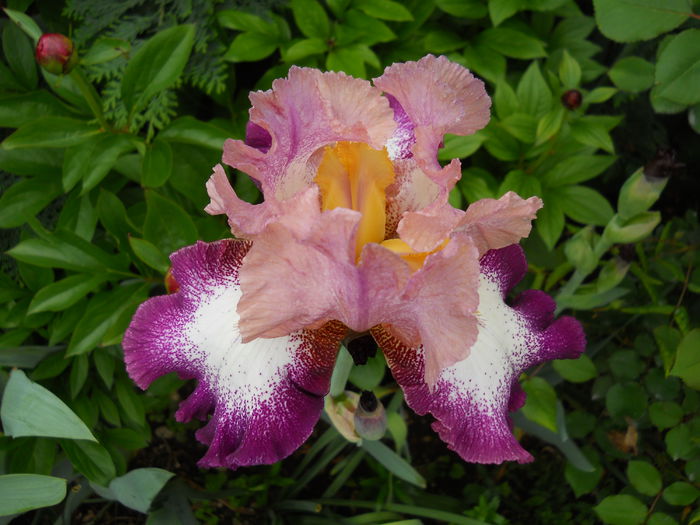 Change of Peace - iris 2015