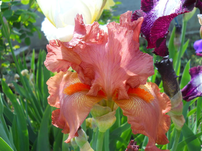 DSCN6709 - iris 2015