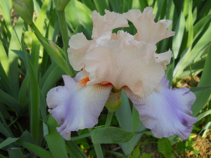 DSCN6723 - iris 2015