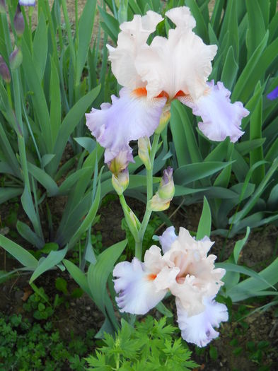 DSCN6762 - iris 2015